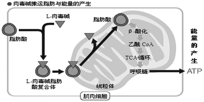 左旋肉碱能减肉？,图片,左旋肉碱,减肥,谣言,脂肪,水,科普,食品,标准,食品安全,第3张