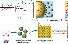 响应性Pickering高内相乳液用于高效界面酶催化
