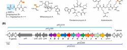 最新JACS:Argolaphos的生物合成揭示了含有氨基甲基膦酸盐和 Nε-羟基精氨酸的天然产物的不寻常生化起源