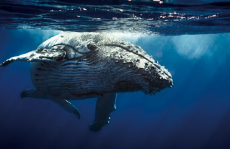 它的排泄物，竟然比黄金还贵？还是香水的重要原料！