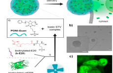 最新ACS NANO:—使用模块化生物素-链霉亲和素组装纳米复合材料的细胞溶质蛋白递送