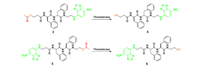 肽硫酯最新JACS: 靶向高尔基体的酶响应肽硫酯,图片,蛋白质,高尔基体,氨基酸,酶促活化,水,化学,癌症,酶,氧化还原,第2张