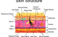 水凝胶在皮肤创面修复中的应用