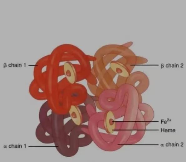 补铁剂的人体之旅,图片,元素,铁,红细胞,缺铁性贫血,补铁剂,第1张
