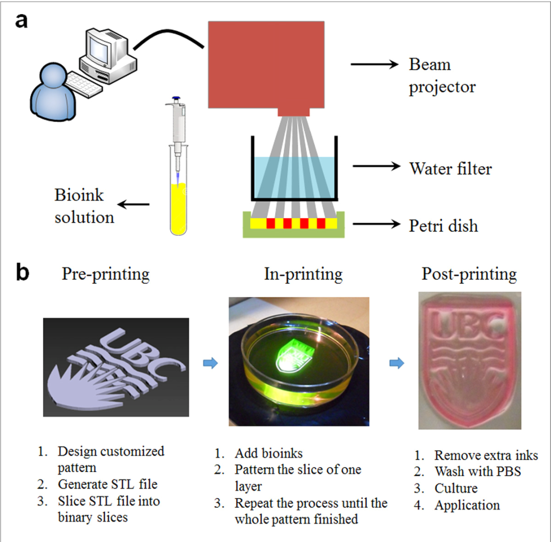 不同方式3D生物打印真的那么重要吗？,图片,3D打印,生物医疗,生物墨水,生物打印,人工心脏瓣膜,第3张
