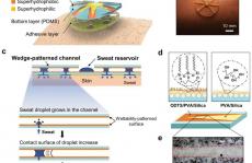  Kilwon Cho教授AM：受仙人掌启发的汗液监测贴片