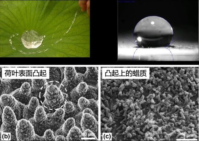 从荷叶到油纸伞,图片,超疏水材料,荷叶,油纸伞,微纳结构,保护光学器件,第1张