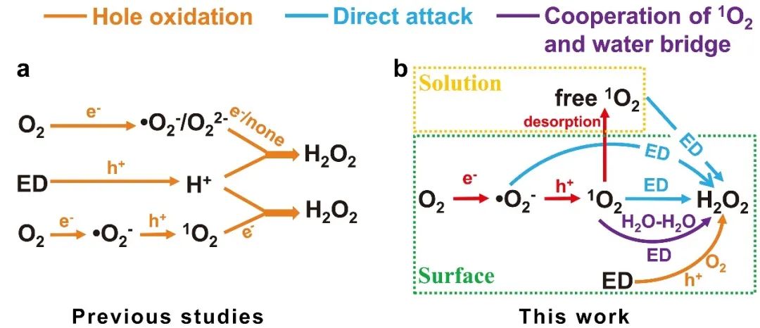 湖大ACS Catal.:光催化产H2O2活性氧直接攻击和间接转移机理,图片,光催化水分解,光催化技术,大肠杆菌的消毒,PHP反应机理,空穴（h+）,第7张
