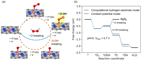 UT Austin刘远越JACS：氧气电还原制双氧水高选择性的秘密,图片,金属催化,氧还原,电还原,分子,电催化,双氧水,第1张