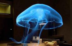 JACS：用于斯托克斯探测的单晶手性二维钙钛矿纳米线阵列