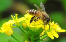  JMC封面文章：蜂毒素中的溶瘤肽诱导的黑色素瘤的快速膜溶解和延长免疫反应