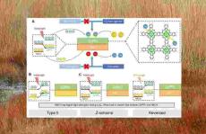 中大欧阳钢锋PNAS：在过氧化氢的光催化合成方面取得新进展