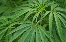 色谱法调查加工过程中大麻的暴露