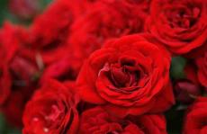 玫瑰闻起来有什么味道色谱法研究