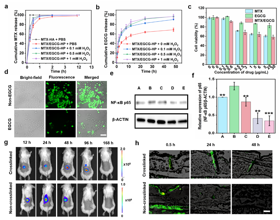华中科技大学刘奕静、朱锦涛 ACS Nano：ROS响应微针用于银屑病治疗,图片,ROS响应,微针,银屑病,抑制,角质细胞,第3张