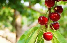 电影《满江红》中的樱桃何以成为传情珍宝