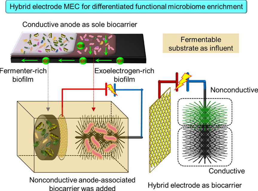 微生物电化学系统中阳极的最新研究进展,图片,细胞,大肠杆菌,发电,有机物,系统,第5张