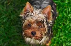 宠物食品中的真菌毒素——色谱法研究