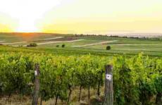 气候和葡萄酒-色谱分析研究