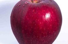 我们应该担心棒曲霉素吗色谱法探索