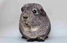 IRF4-让你的头发变灰