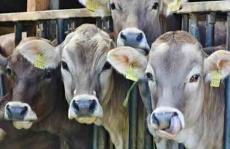 色谱法能保证动物饲料安全健康吗？