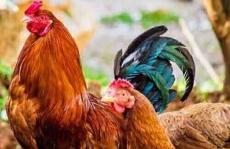 色谱法能检测食品中的抗生素吗?