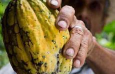 利用色谱法防止可可腐烂